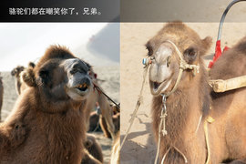 胡杨林/月牙泉/雅丹地质公园　景逸X5西部行