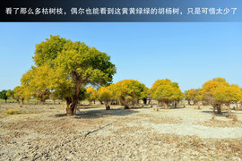 胡杨林/月牙泉/雅丹地质公园　景逸X5西部行