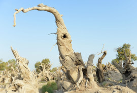 胡杨林/月牙泉/雅丹地质公园　景逸X5西部行