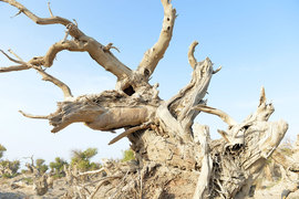 胡杨林/月牙泉/雅丹地质公园　景逸X5西部行