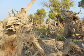 胡杨林/月牙泉/雅丹地质公园　景逸X5西部行