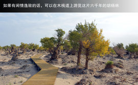 胡杨林/月牙泉/雅丹地质公园　景逸X5西部行