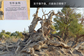 胡杨林/月牙泉/雅丹地质公园　景逸X5西部行