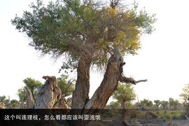 胡杨林/月牙泉/雅丹地质公园　景逸X5西部行