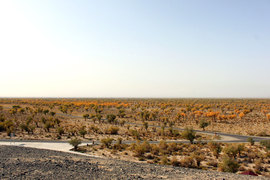 胡杨林/月牙泉/雅丹地质公园　景逸X5西部行