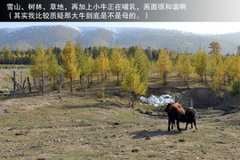 胡杨林/月牙泉/雅丹地质公园　景逸X5西部行