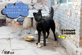 驾遇北京