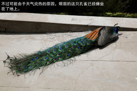 2015款东风风行景逸X5