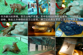 斯巴鲁31座森林星之旅活动配图