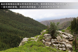 斯巴鲁31座森林星之旅活动配图