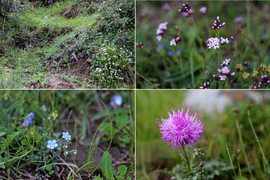 斯巴鲁31座森林星之旅活动配图