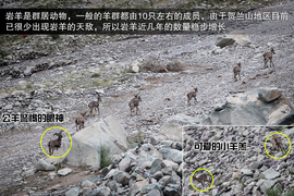 斯巴鲁31座森林星之旅活动配图