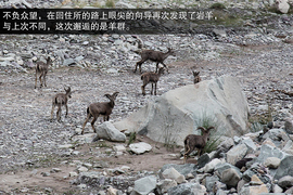 斯巴鲁31座森林星之旅活动配图