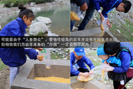 斯巴鲁31座森林星之旅活动配图