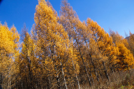 七座全能远行专家