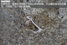 福特翼虎穿越罗布泊