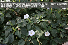 福特翼虎穿越罗布泊