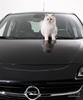 为名车做代言的猫咪 时尚大帝Karl家猫变车模